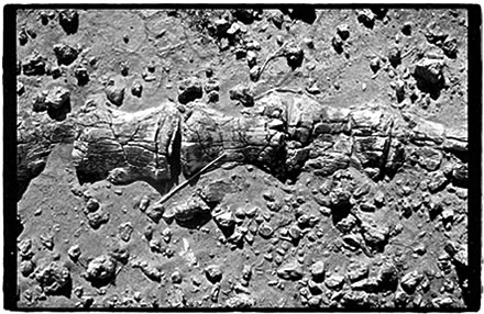 Dinosaur Fossil South of Marandet