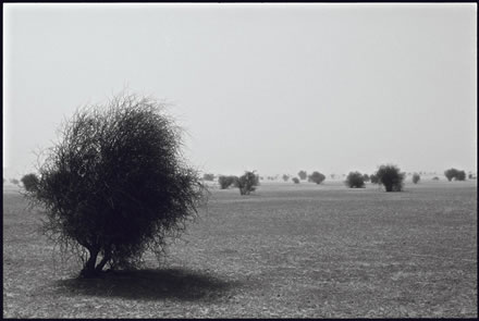 Bushy plains in the Azaouagh